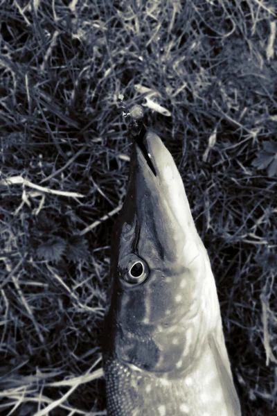 นหล ฬาตกปลา — ภาพถ่ายสต็อก