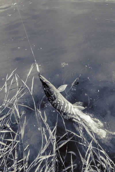 Pesca Descanso Rural Antecedentes Sobre Tema Recreação — Fotografia de Stock