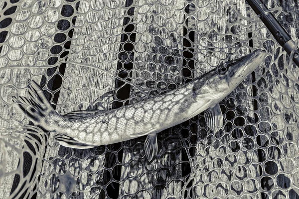 Pesca Descanso Rural Contexto Sobre Tema Recreación — Foto de Stock