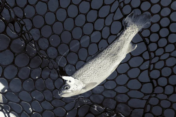 Vissen Forel Het Meer — Stockfoto