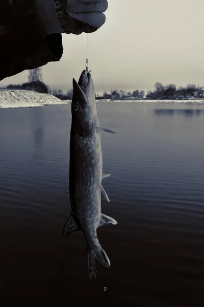 Pesca Del Luccio Sul Lago Attività Ricreative Pesca — Foto Stock