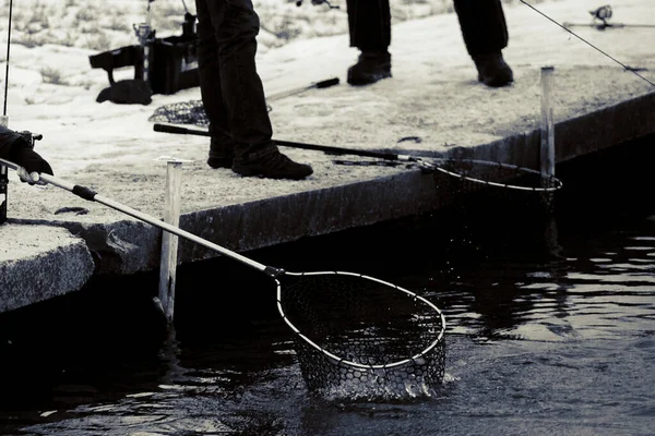 Pesca Truchas Lago Recreo Pesca — Foto de Stock