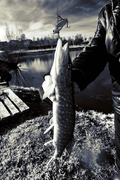 Pesca Del Luccio Sul Lago — Foto Stock