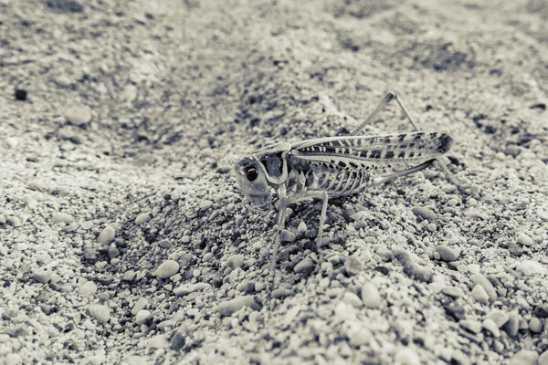 Heuschrecken Sitzen Auf Dem Sand — Stockfoto