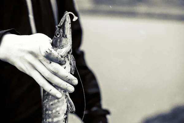 Small Fish Hanging on a Fishing Line on the Background of Blue