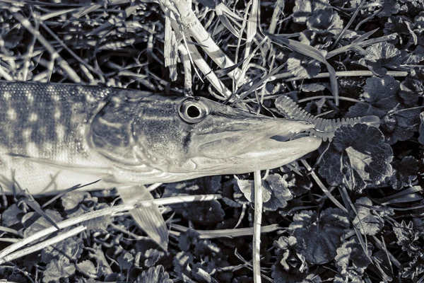 Rybaření Venkovský Odpočinek Pozadí Tématu Rekreace — Stock fotografie