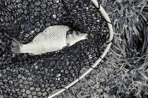 Pesca Lago Naturaleza Recreación Fondo — Foto de Stock