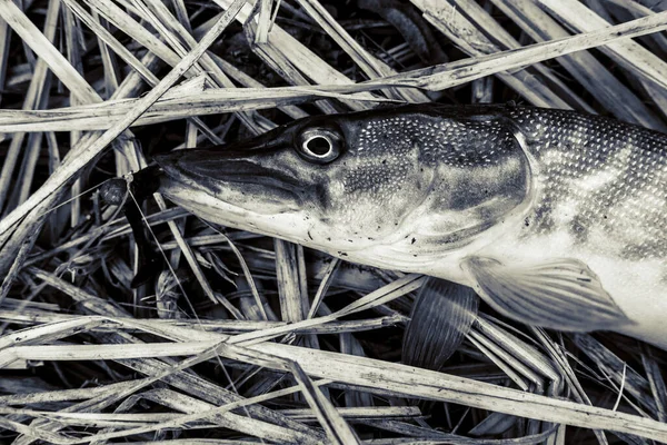 Pêche Sport Loisirs Fond — Photo