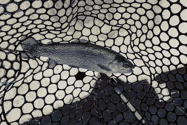 Forel Vissen Donkere Achtergrond — Stockfoto