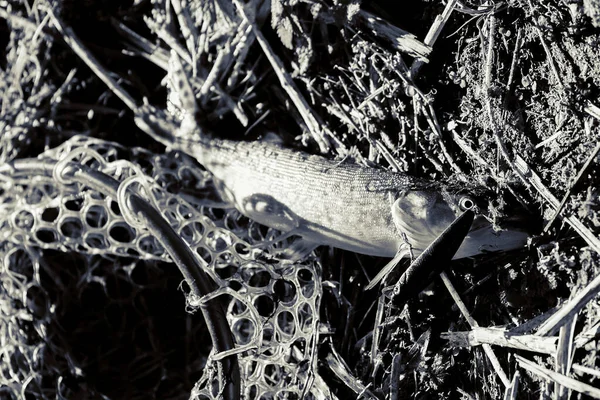 Pike Rybaří Jezeře Rybolovná Rekreace — Stock fotografie