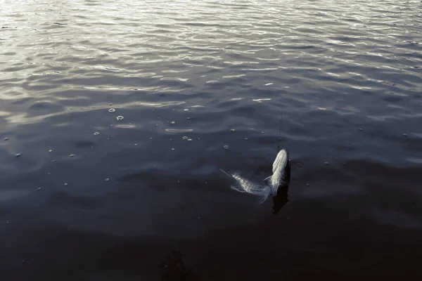 湖でのパイク釣り — ストック写真