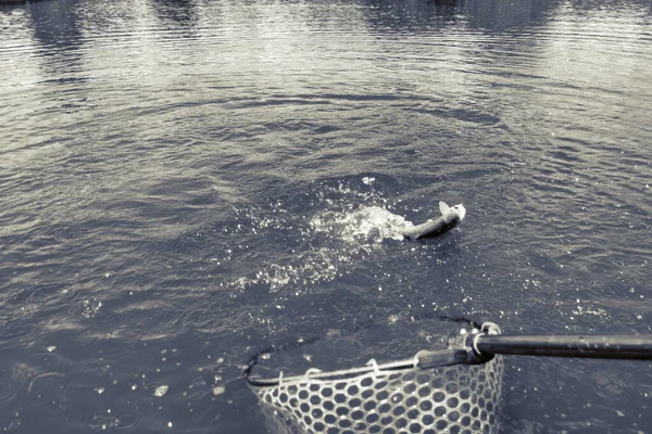 Öring Fiske Sjön Fiske Rekreation — Stockfoto