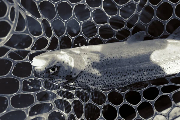 Pesca Alla Trota Nel Lago Pesca Ricreazione — Foto Stock