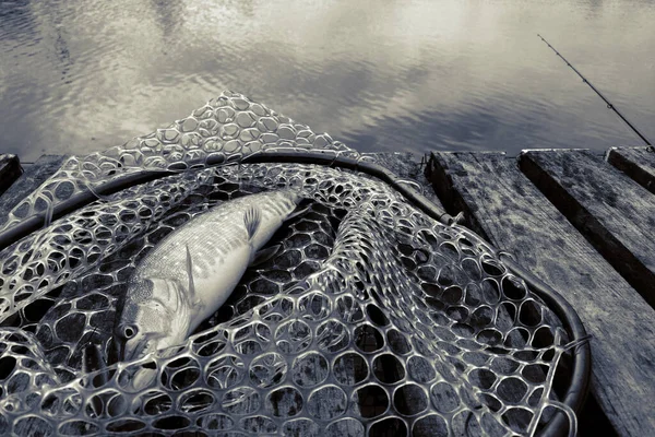 Pesca Lucio Lago — Foto de Stock