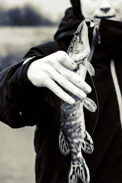 Pesca Del Luccio Sul Lago Attività Ricreative Pesca — Foto Stock