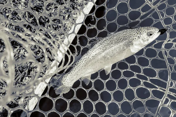Łowienie Ryb Tle Rekreacji Przyrody Jeziora — Zdjęcie stockowe