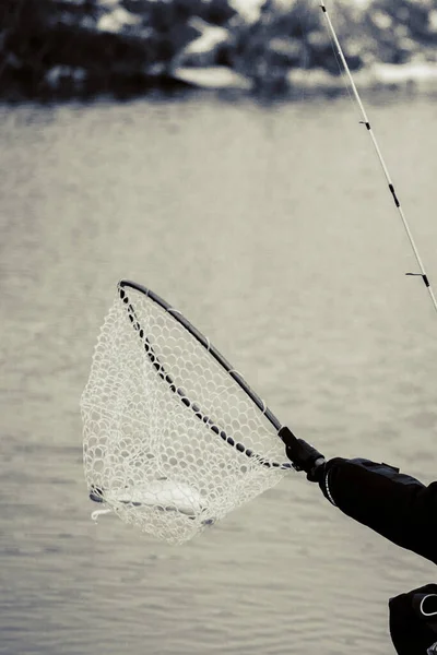 Pesca Truta Fundo Escuro — Fotografia de Stock