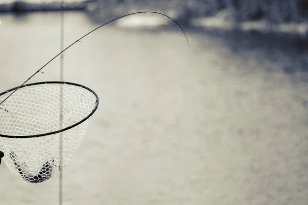 Trucha Pesca Fondo Oscuro —  Fotos de Stock