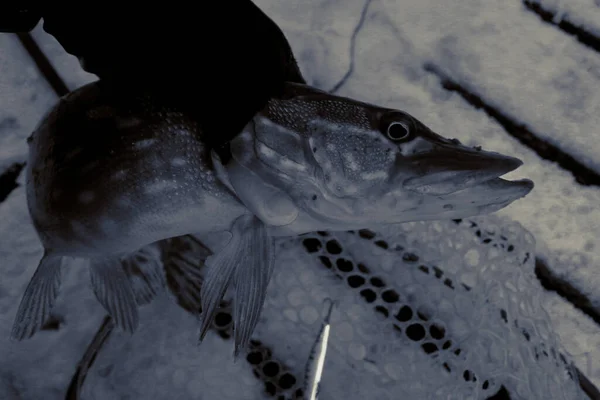 Риболовля Щукою Озері Риболовля Відпочинок — стокове фото