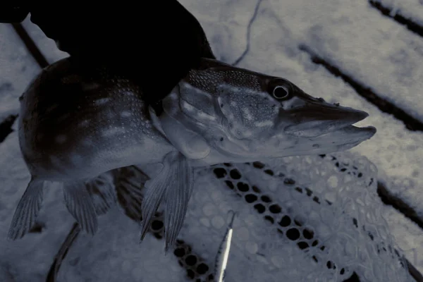 Pêche Brochet Sur Lac Loisirs Pêche — Photo