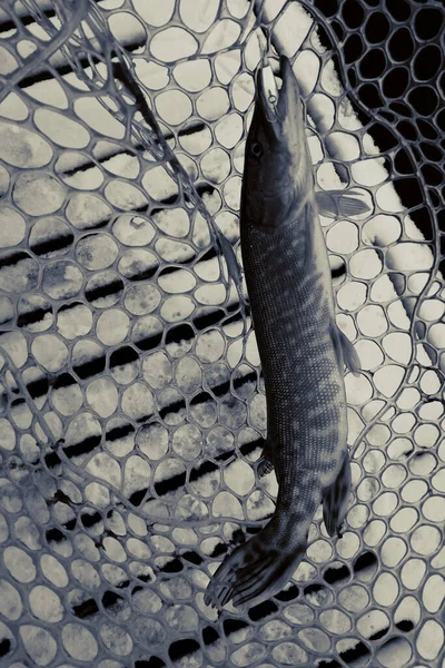 Pêche Brochet Sur Lac Loisirs Pêche — Photo