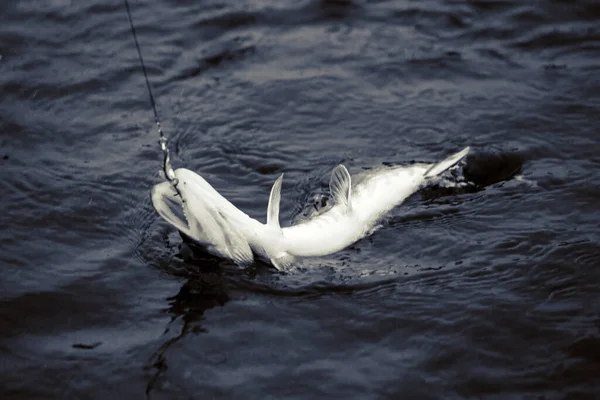 Pesca Lúcio Lago Recreação Pesca — Fotografia de Stock