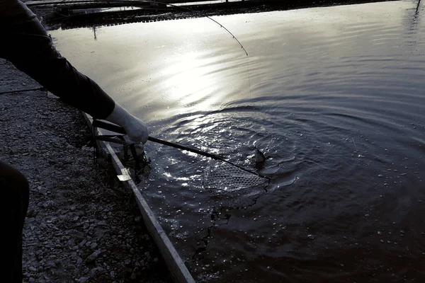 Pêche Truite Sur Lac Loisirs Pêche — Photo