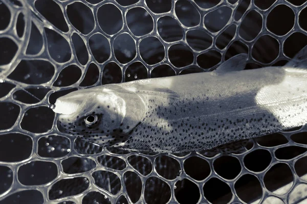 Forel Vissen Het Meer Vissen Recreatie — Stockfoto