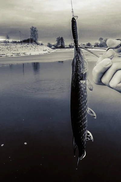 Щука Рыбалка — стоковое фото