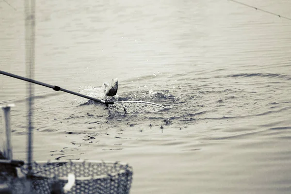 Forellenangeln Auf Dem See — Stockfoto