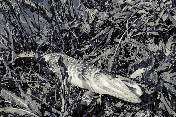 Pesca Descanso Rural Contexto Sobre Tema Recreación — Foto de Stock