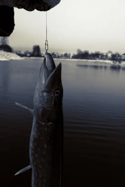 Pesca Lúcio Lago Recreação Pesca — Fotografia de Stock