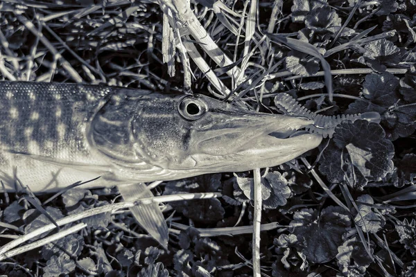 Pesca Riposo Campagna Contesto Sul Tema Della Ricreazione — Foto Stock