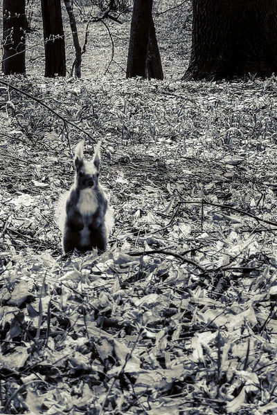 Parktaki Sincap Doğal Arka Plan — Stok fotoğraf