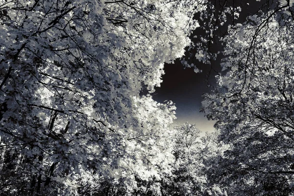 Herrlicher Herbst Einem Wunderschönen Historischen Park — Stockfoto