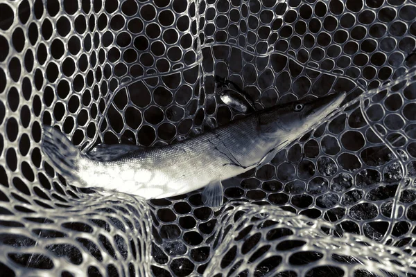 Pesca Lúcio Lago — Fotografia de Stock