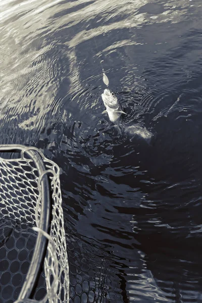 Πέστροφα Αλιεία Στη Λίμνη Ψάρεμα Αναψυχή — Φωτογραφία Αρχείου