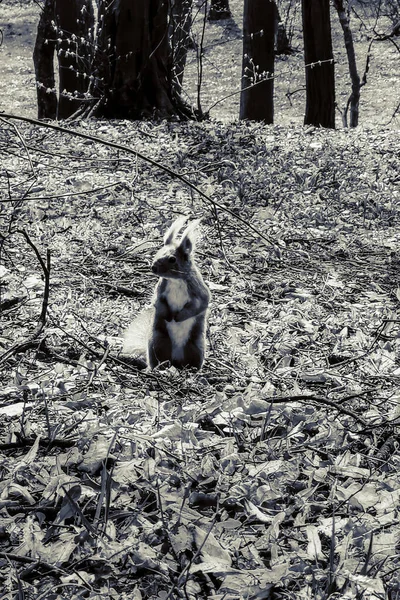 Esquilo Parque Fundo Natural — Fotografia de Stock