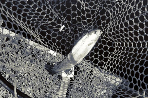 Gölde Alabalık Avı Balık Tutma Dinlenme — Stok fotoğraf