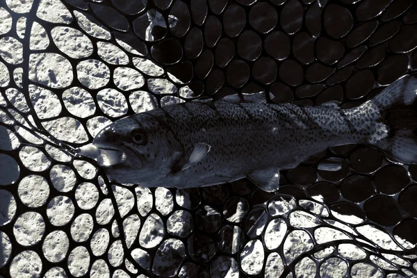 Pesca Descanso Rural Antecedentes Sobre Tema Recreação — Fotografia de Stock