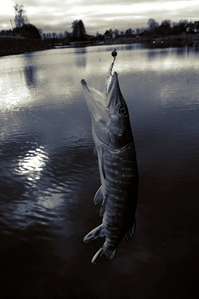 Pesca Del Luccio Sul Lago — Foto Stock