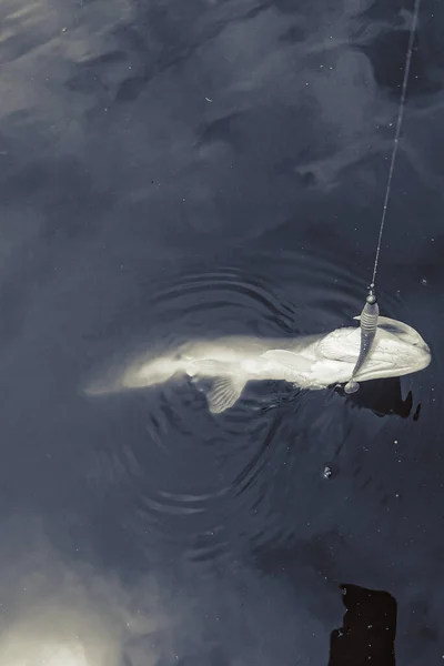 Pêche Dans Lac Nature Loisirs Fond — Photo