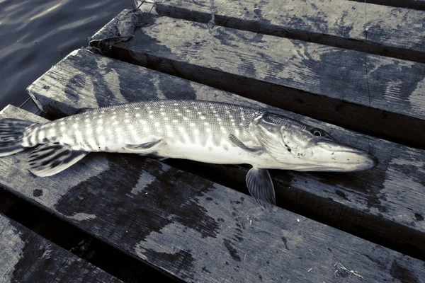 Pesca Lúcio Lago — Fotografia de Stock