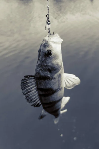 호수의 환경에서의 고기잡이 — 스톡 사진