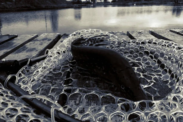 Pêche Brochet Sur Lac — Photo