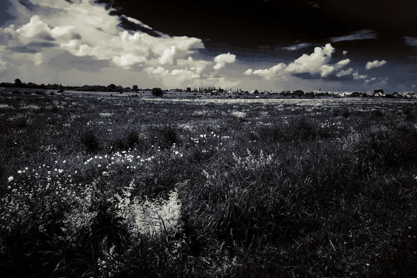 道路にケシのいる美しい畑 — ストック写真