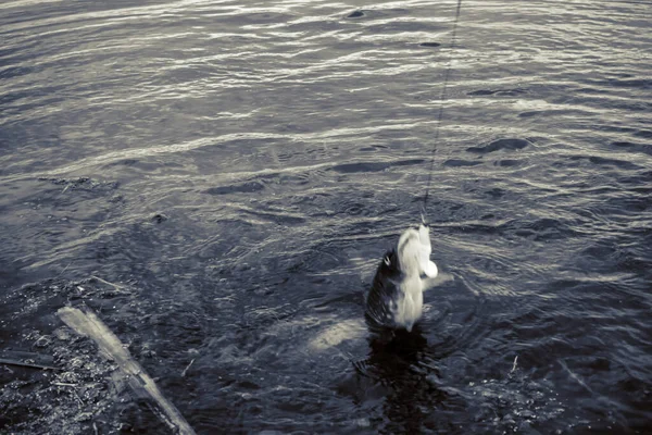 Pesca Deporte Recreación Fondo — Foto de Stock