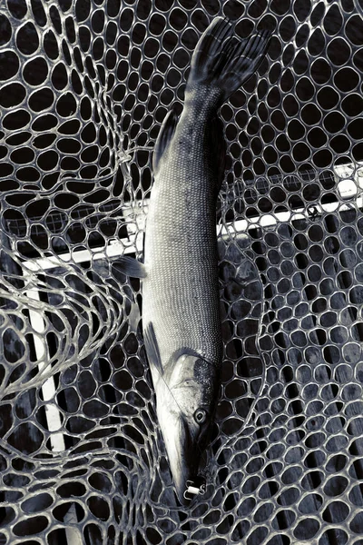 Рыбалка Озере Рыболовный Отдых — стоковое фото