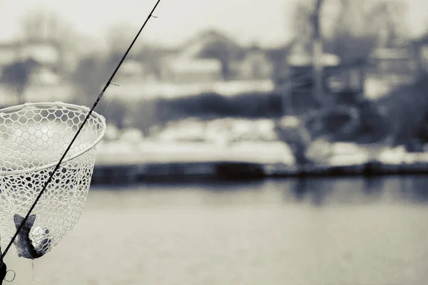 Pesca Truta Fundo Escuro — Fotografia de Stock