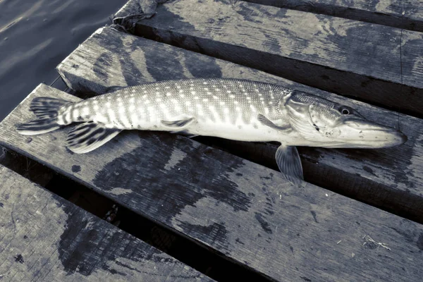 Pesca Del Luccio Sul Lago — Foto Stock